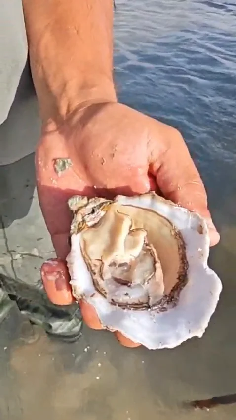 An opened Dakhla oyster held in a hand